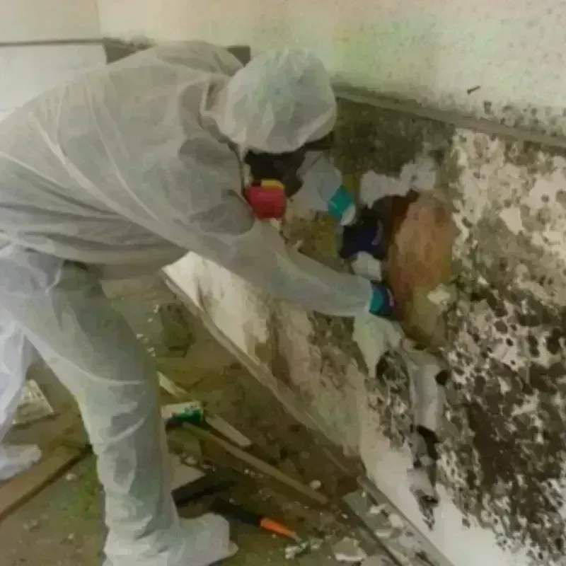 Mold Remediation and Removal in Acton, ME